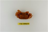 藏品(斯氏沙蟹)的圖片